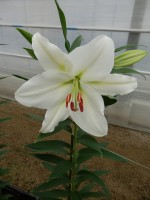 [5331 Bellaria VH No01.JPG]